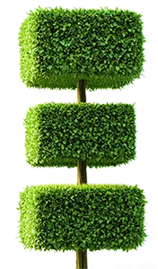 a topiary type tree